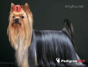 PLAY UP OF SILVER SPEED &mdash; Labaza DogPedigree YorkshireTerrier
